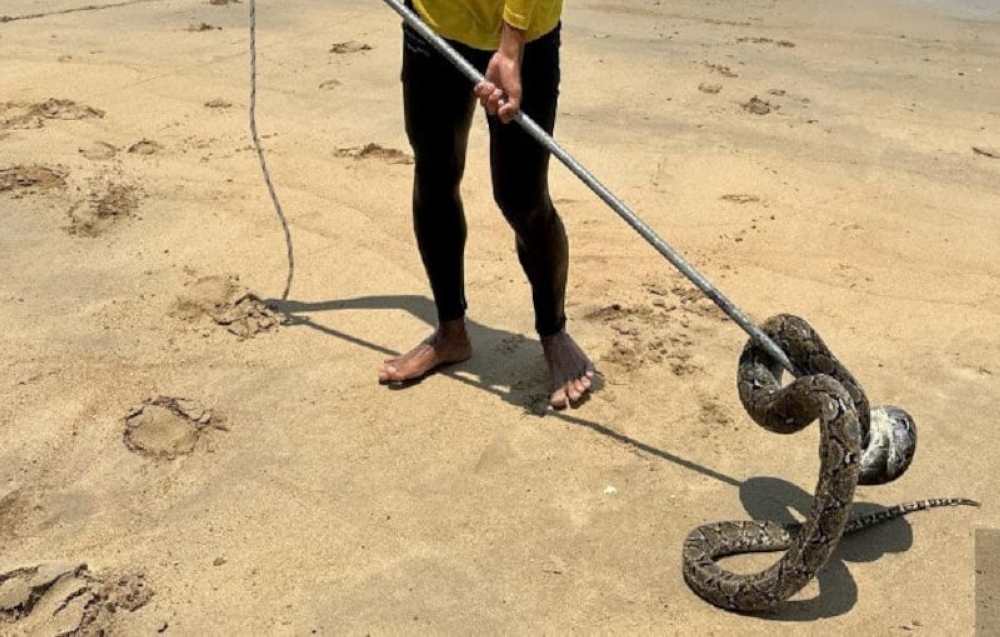 Python emerges from the sea at Tanjung Bidara beach