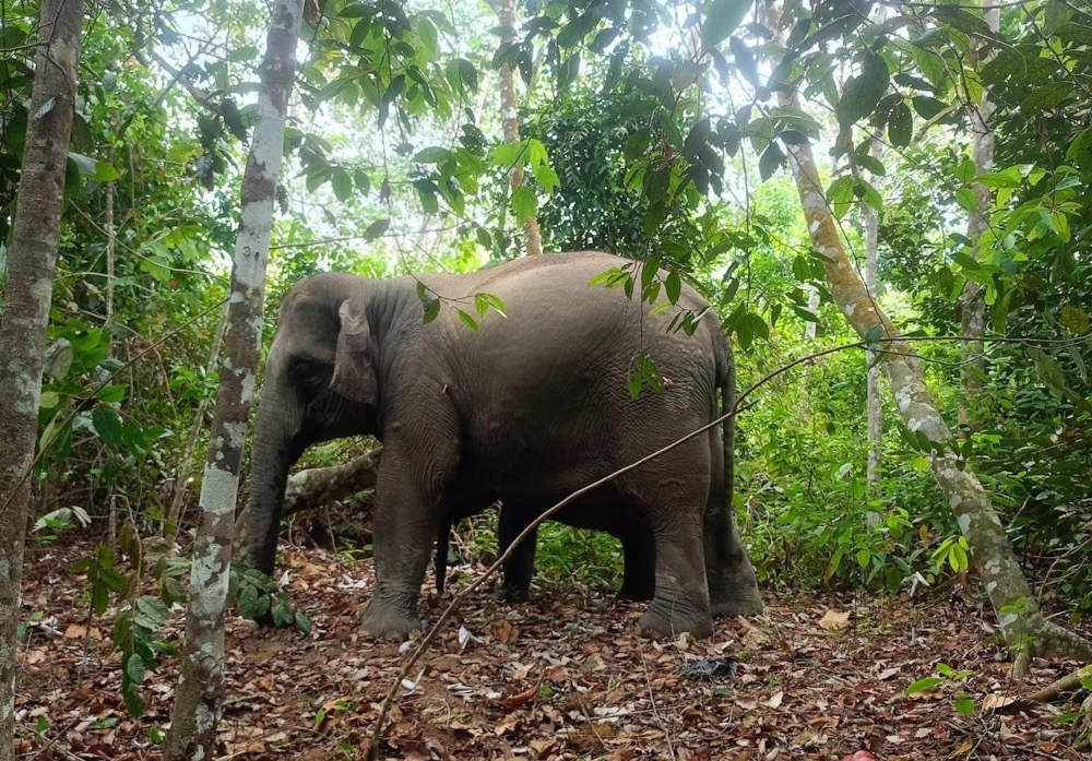Johor ramps up action as human-elephant conflicts surge to record highs