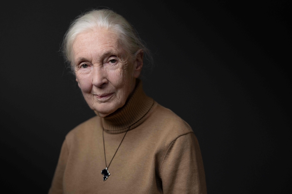 World-renowned chimpanzee expert Jane Goodall dies at 91