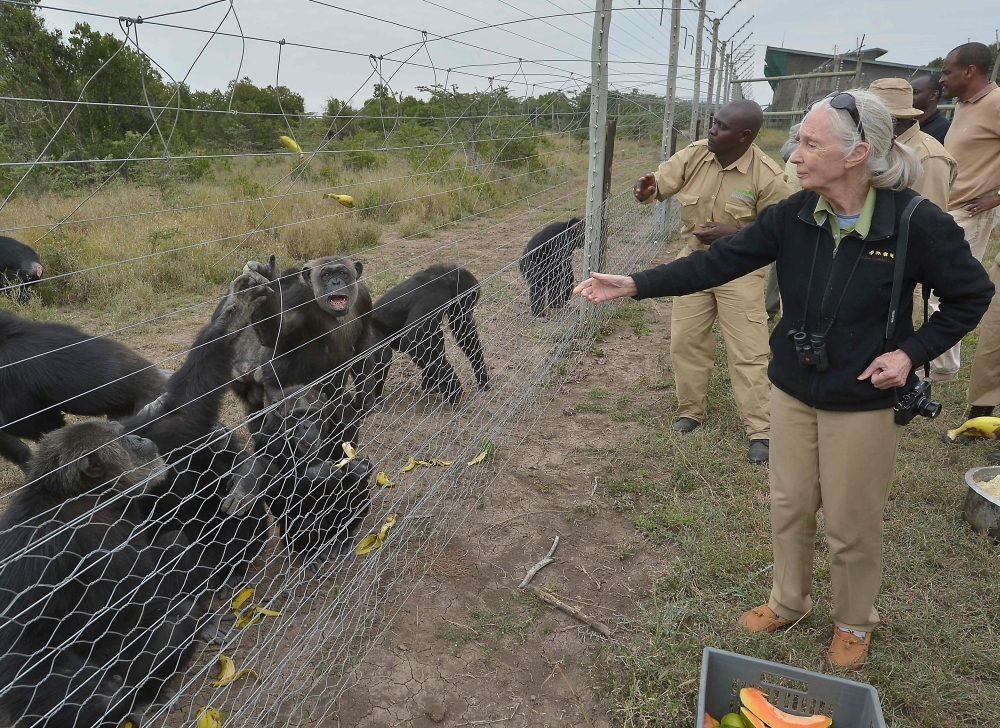 World reacts to Jane Goodall’s death