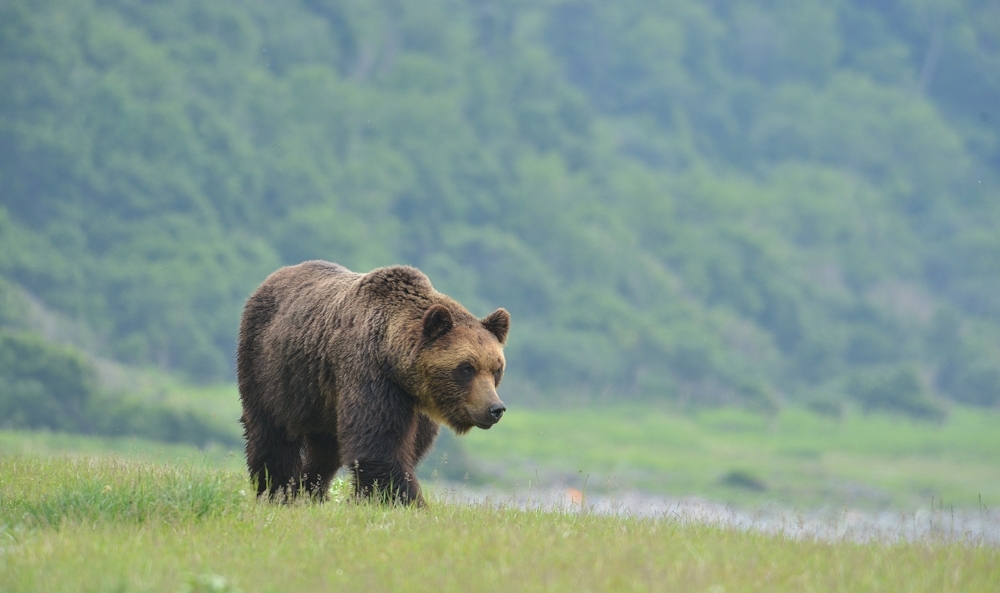 Japan calls in retired police and soldiers to tackle record bear attacks
