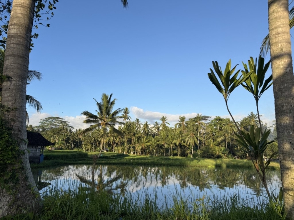 Indonesia doubles down on rice self-sufficiency after 250-tonne illegal shipment