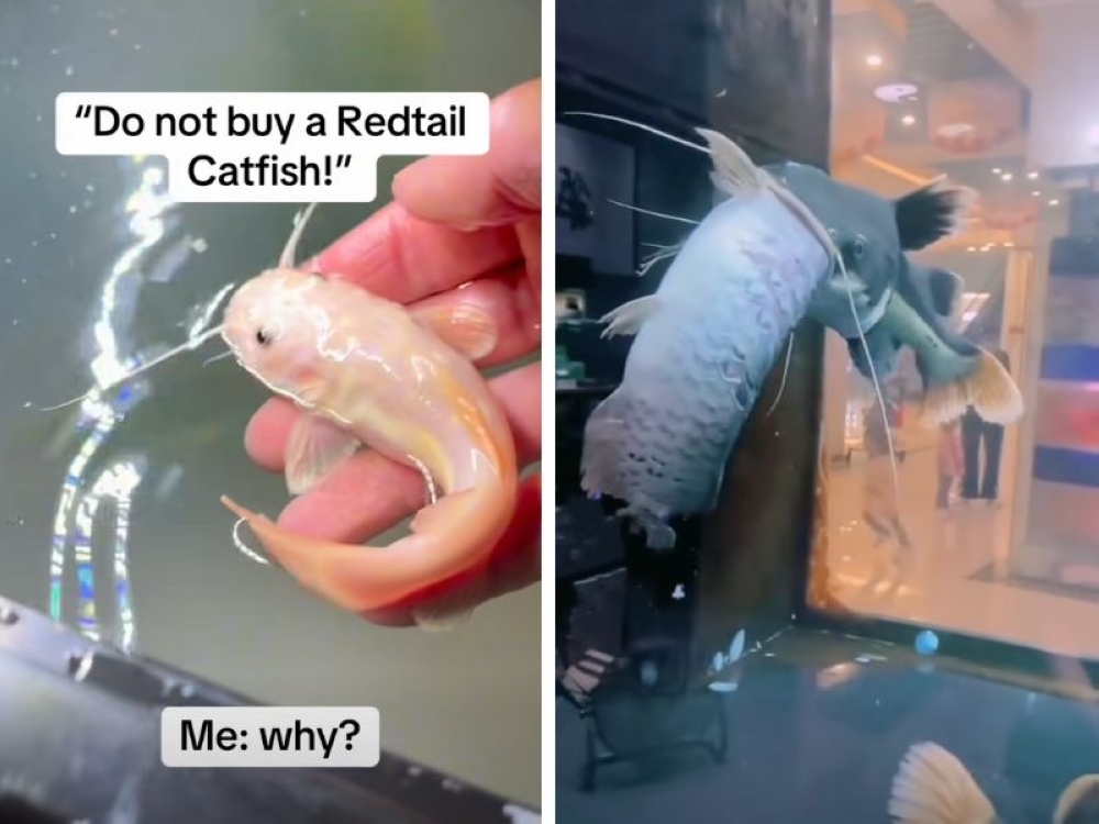 Perak goes on a fish hunt, removed 9.4 tonnes of ‘alien invaders’ removed from local lakes and rivers so far