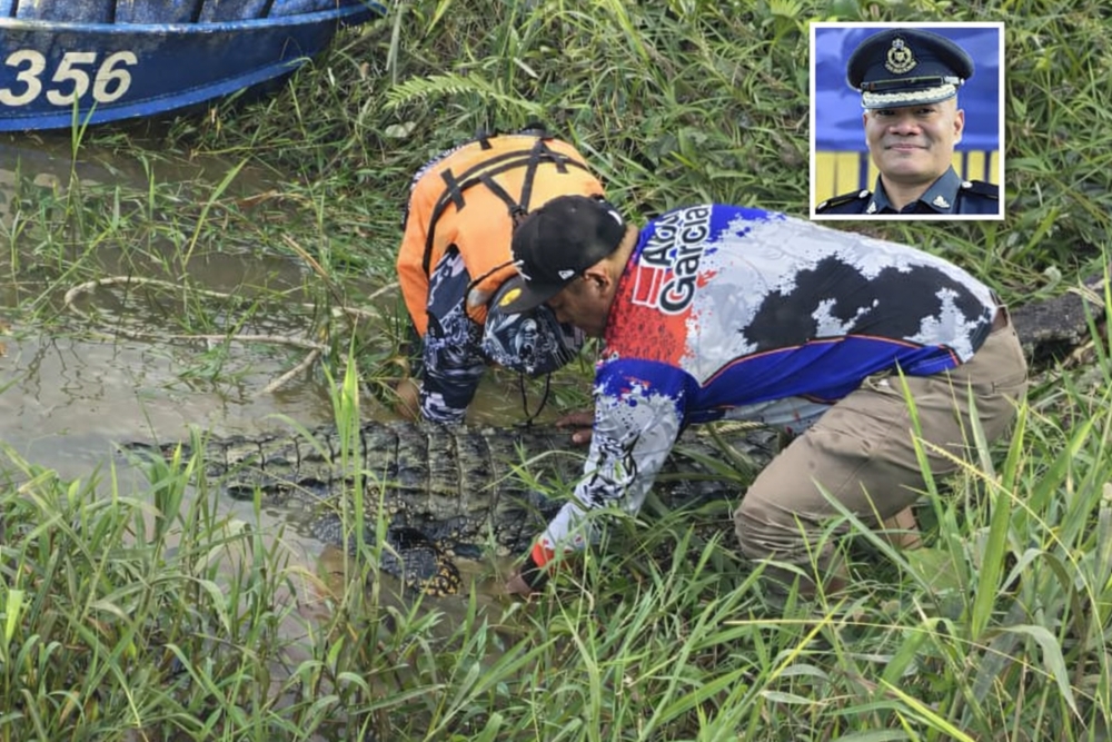 In Sarawak, giant 15-foot croc captured in joint Saratok operation