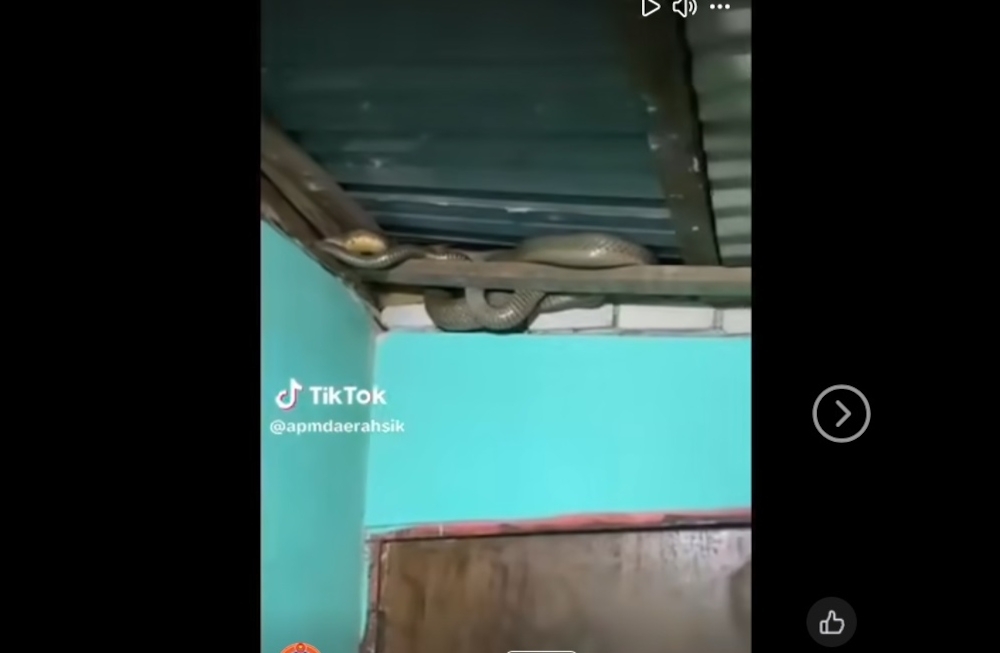Hissing King Cobra spotted on roof in Sik before being captured by Kedah Civil Defence team