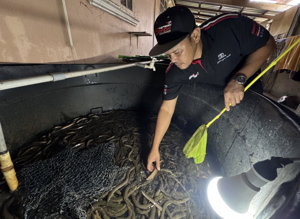 Nearly 30,000 eels lost — but this Kelantan duo turned failure into a farming win
