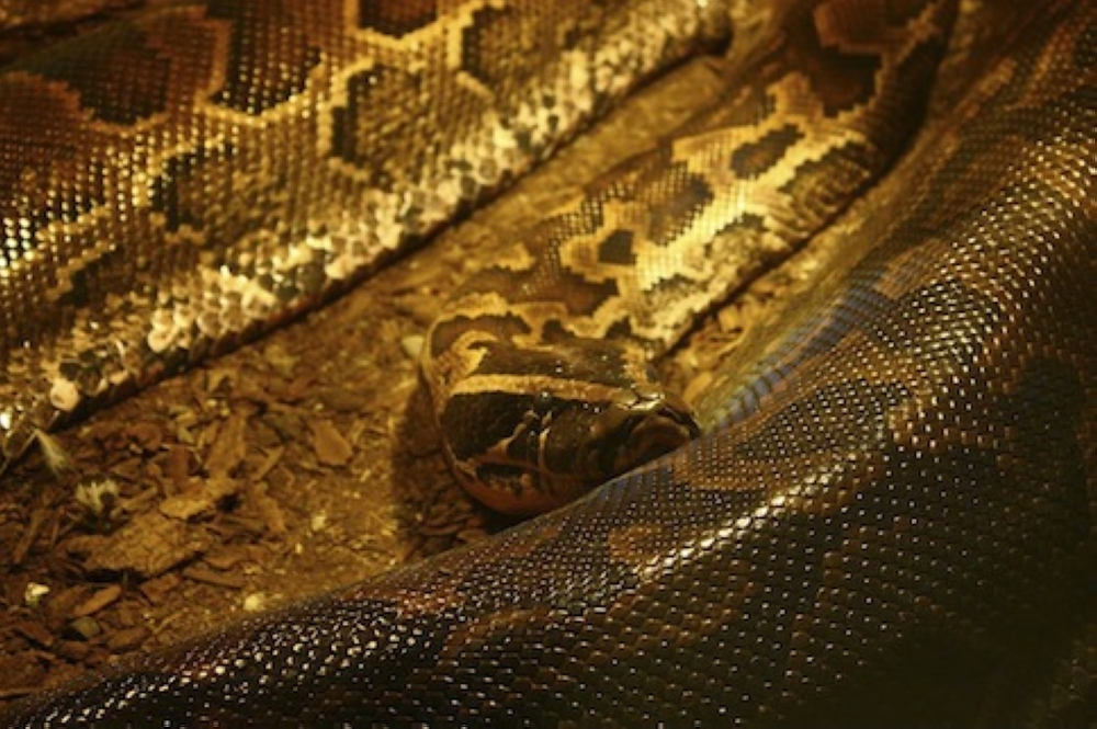 Hundreds of bear and python parts seized in RM36.8m Johor raid