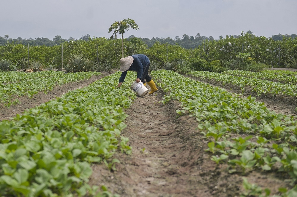 Cost squeeze hits vegetable farmers, some scaling back or exit industry 