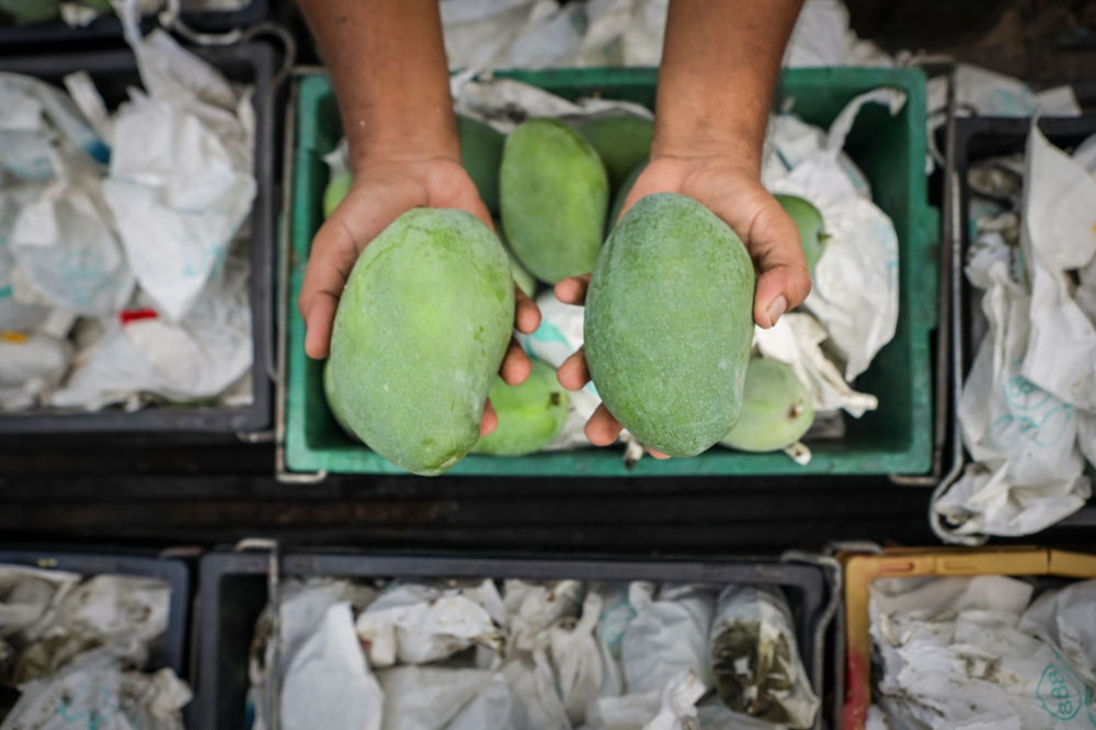 Spoilt deal: Terengganu trader loses RM25,000 in Harumanis mango QR scam