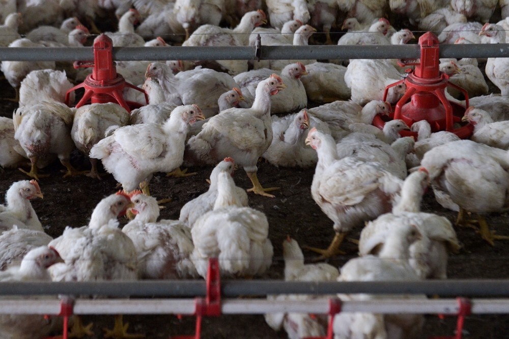 Poultry, duck and bird’s nest among Malaysia’s value‑added farm exports to Vietnam