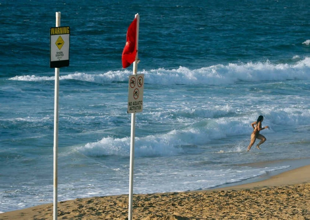 Shark alert: Sydney beaches shut after whale carcass draws great whites and bull sharks