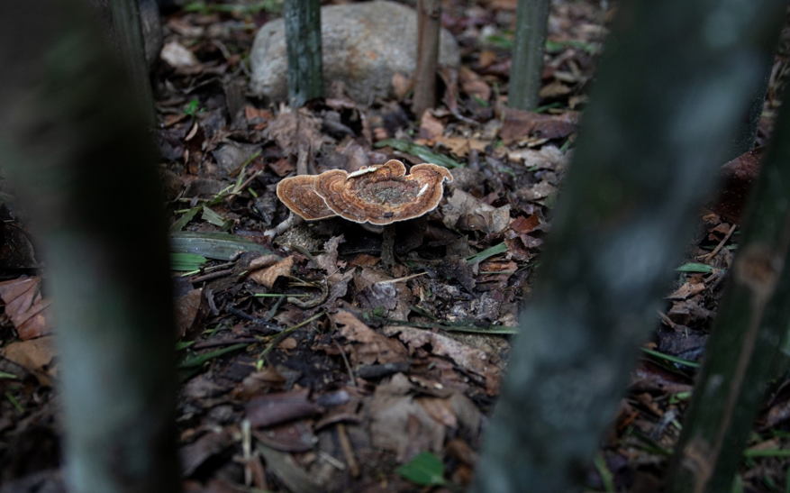 ‘Extinct’ tiger milk mushroom returns to Perak forest through Orang Asli-led conservation project