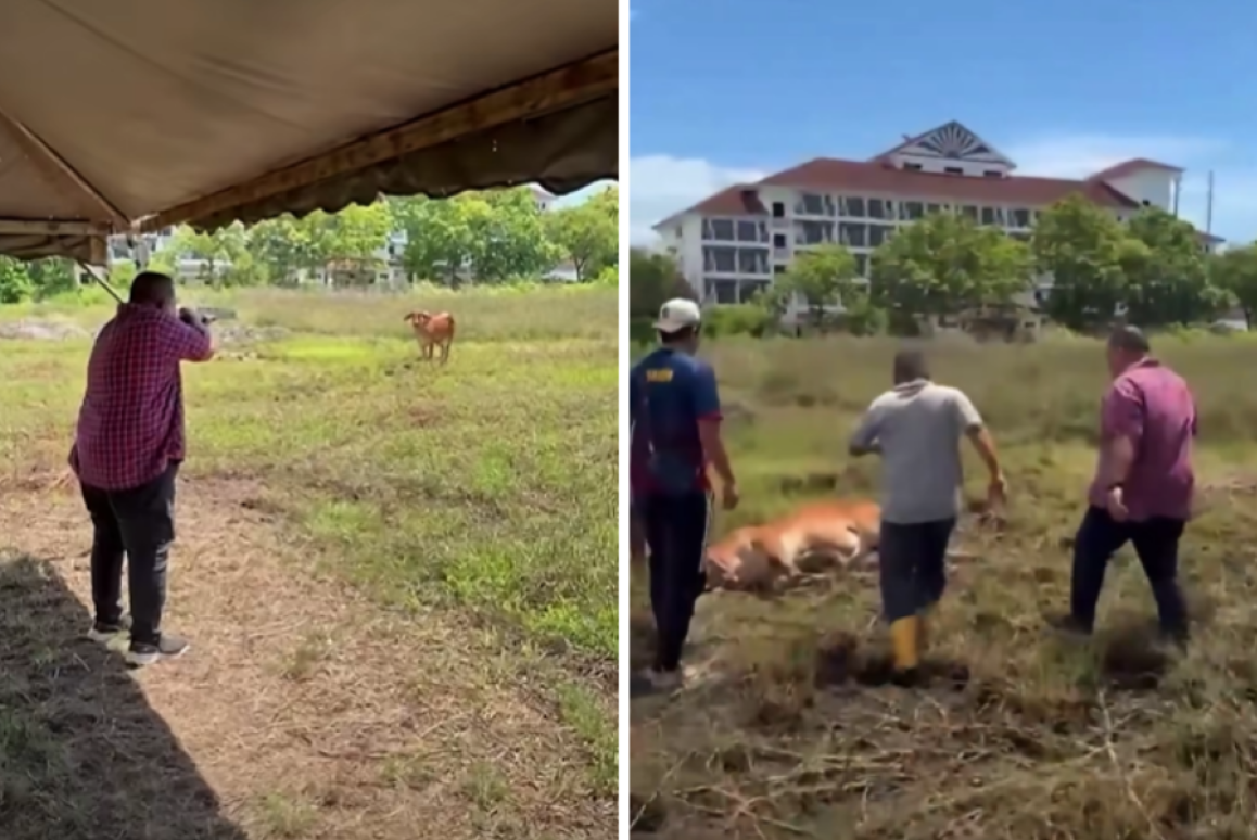 Police confirm Perlis MB’s shotgun legally licensed, seize weapon after viral sacrificial cow shooting