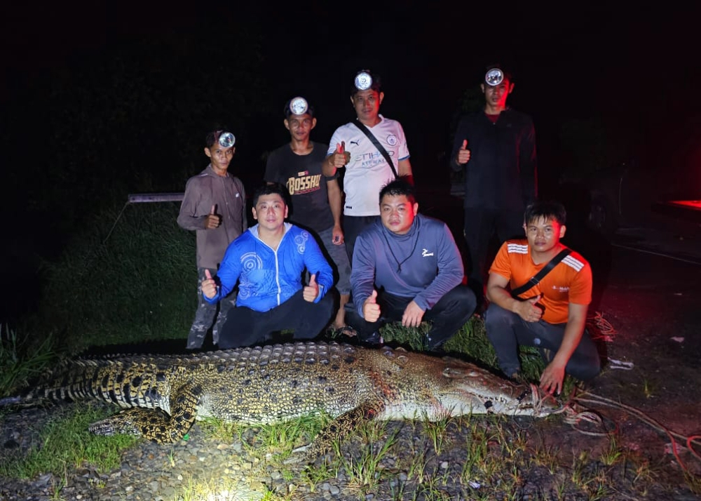 Nearly 4m-long crocodile caught by Sibu licensed team, one more croc escapes