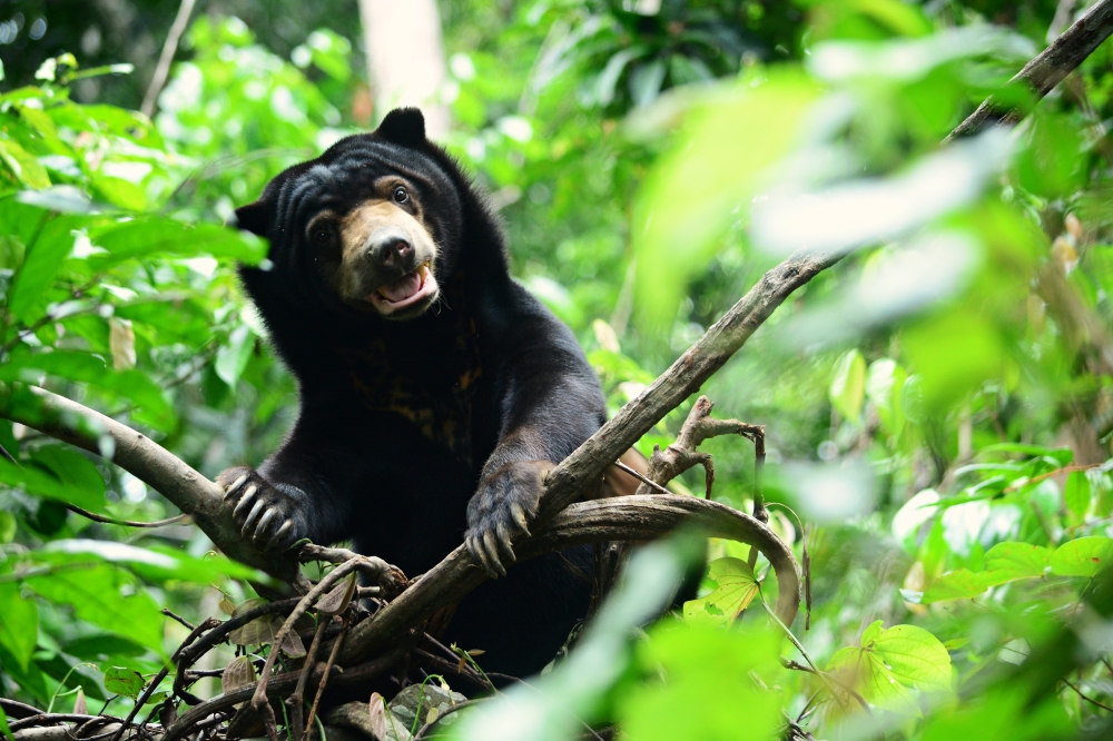 Villagers on alert as sun bear returns nightly, kills goats and damages bee hives in Terengganu