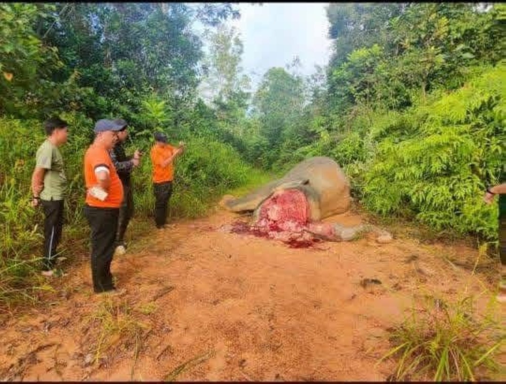Sabah probes suspected ivory poaching after mutilated Bornean elephant found in Tongod forest reserve