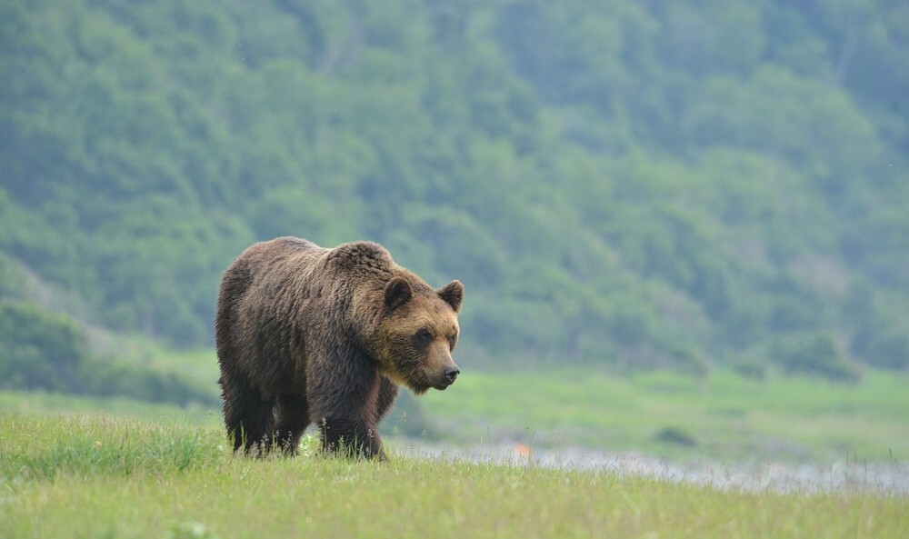 Two found dead in Japan in likely bear attacks amid rising fatalities this year