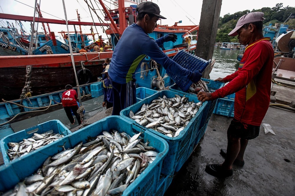 Fish catch in Teluk Kumbar, Batu Maung remains steady despite Silicon Island reclamation, says Penang govt