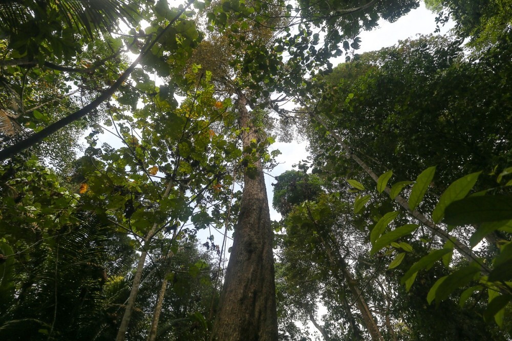 Pahang set to gazette 524 hectares in Bera for permanent forest reserves