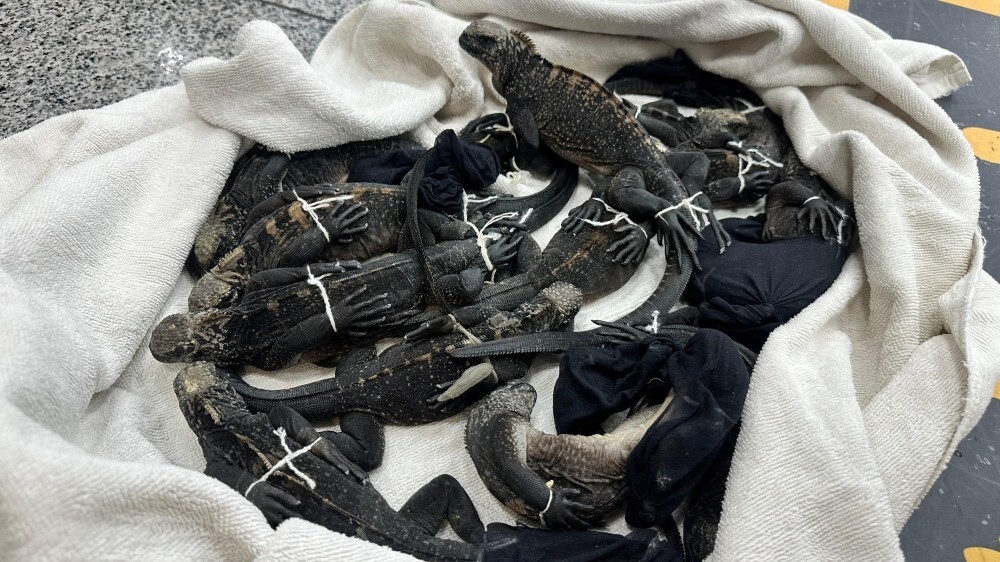 Three Thais arrested in Ecuador over alleged trafficking of rare Galapagos iguanas