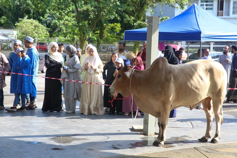 Strict quarantine clears 27,000 cattle from Thailand for Aidiladha, says quarantine department