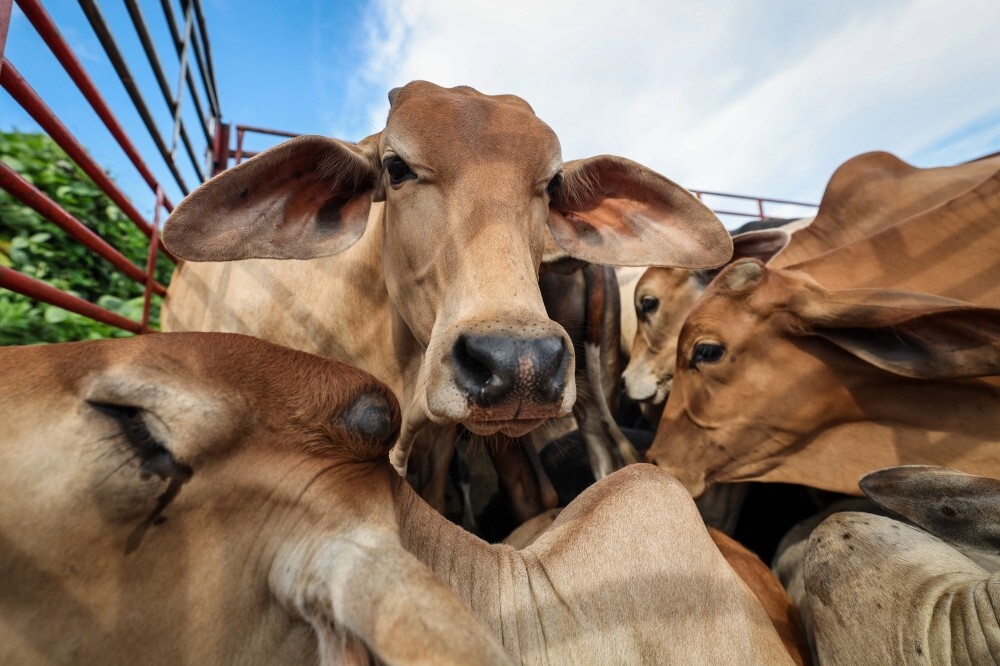 Anwar donates sacrificial cow to Pahang media practitioners