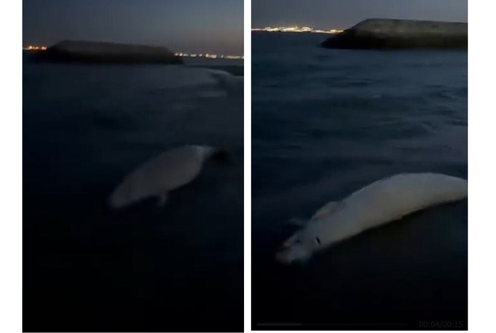 Dead juvenile dugong found off Singapore’s Bedok Jetty, first local record since 2021