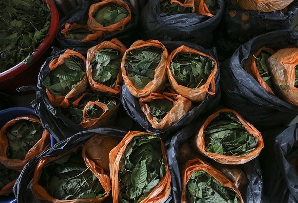 Police bust ketum operation in Pulau Tioman, arrest man and seize 300 packets