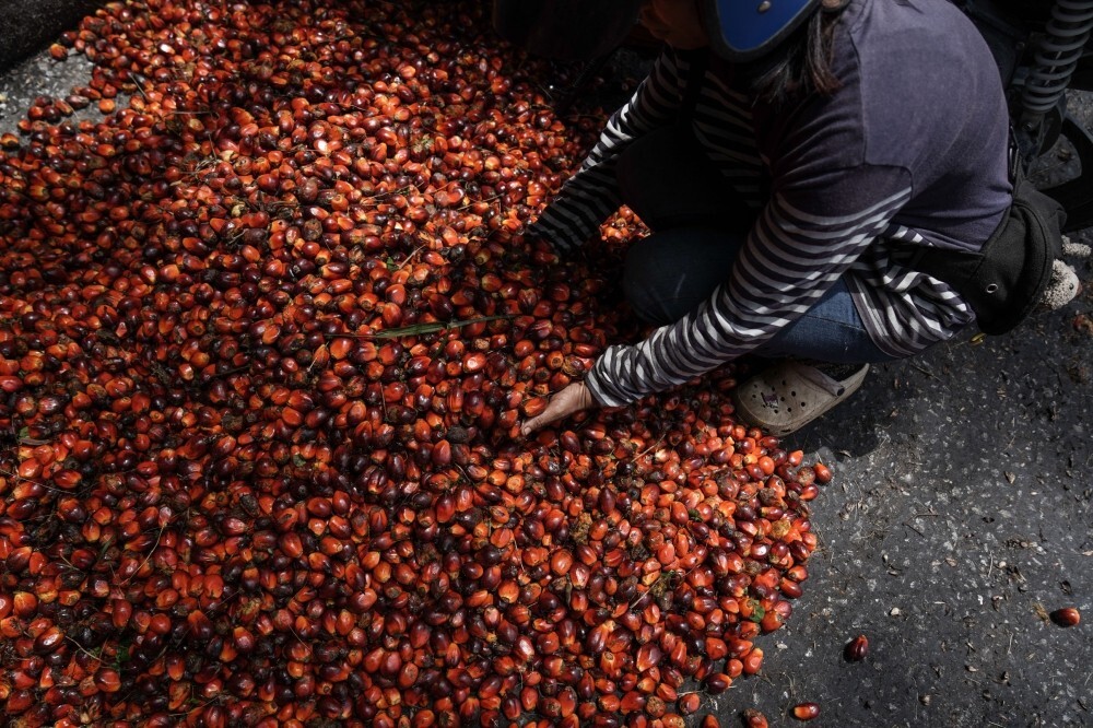 Indonesia’s new palm oil export rules draw scrutiny from Malaysia, traders