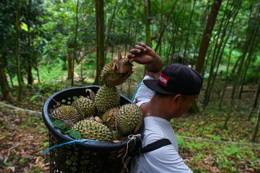 Deputy minister warns industry: Protect premium durian image as China access hinges on strict protocol