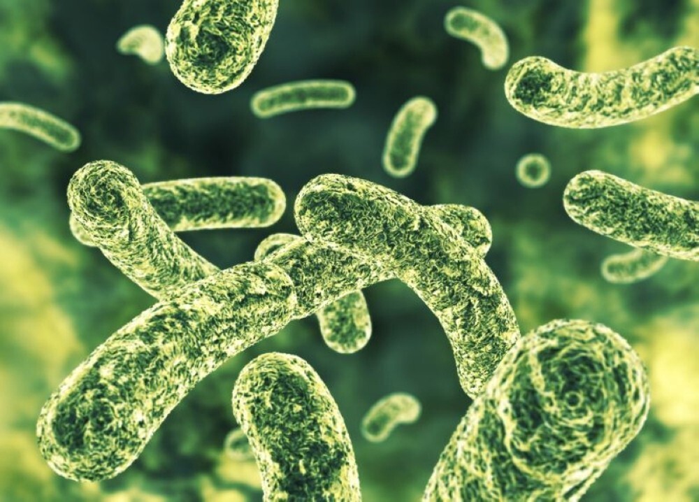 Faecal bacteria found in drinking water as thousands fall ill in North Macedonia outbreak