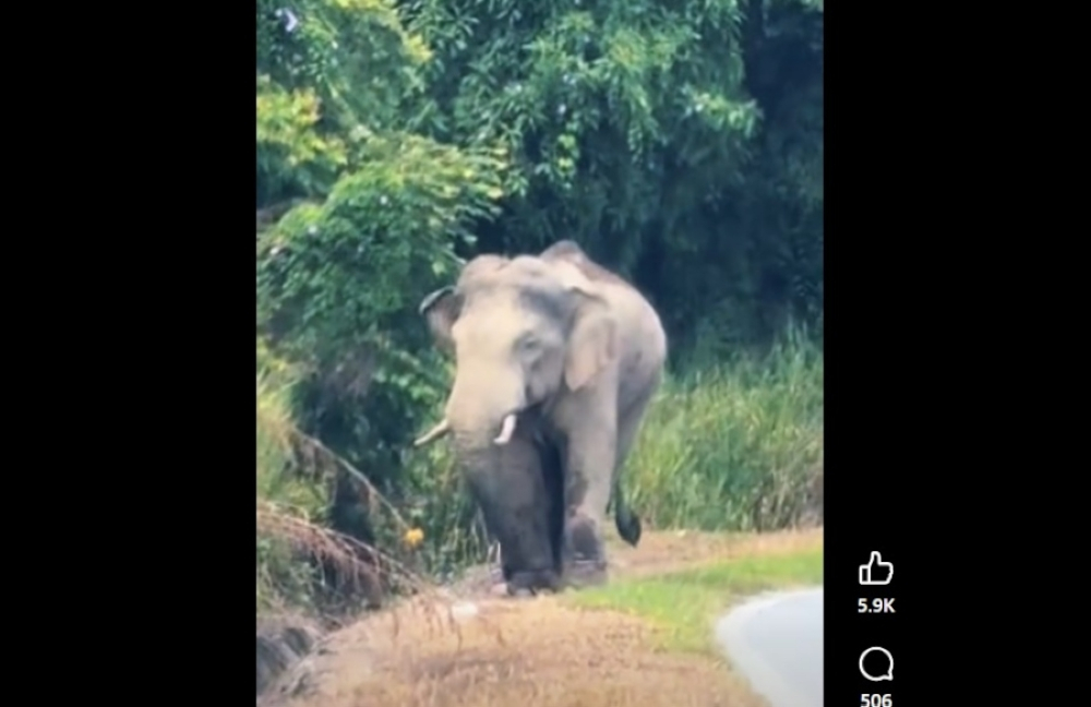 Sulong the elephant moves into Kelantan forest after days along Gerik-Jeli highway