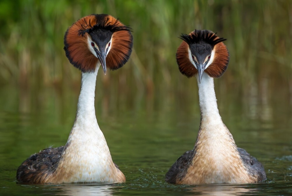 Australia to vaccinate birds against H5 avian influenza