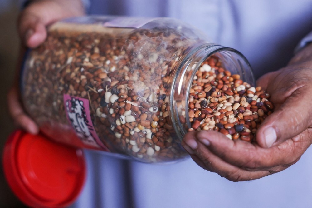 ‘Ray of hope’: Gaza seed bank rebuilds stocks destroyed by war in bid to revive farming