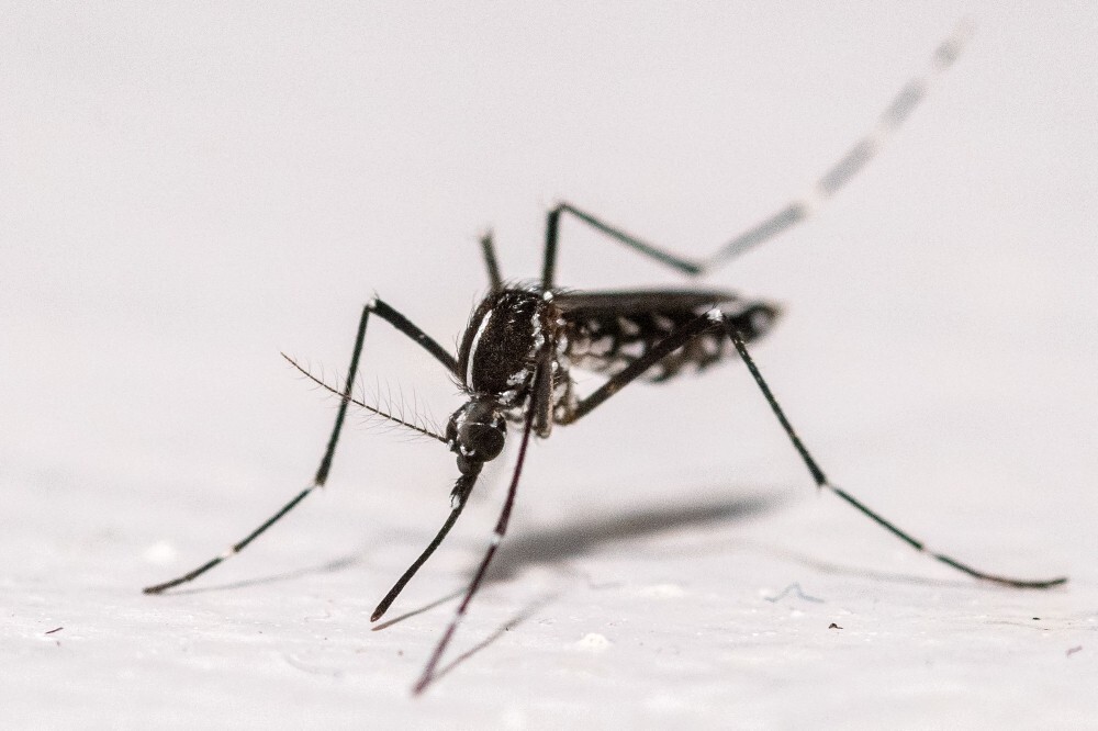 Dengue cases surge 56pc as MOH warns of nationwide spread