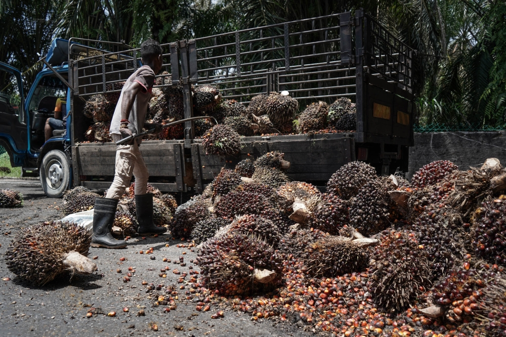 MPOB: Malaysia’s palm oil stocks climb 7.5pc to 2.82 million tonnes in August