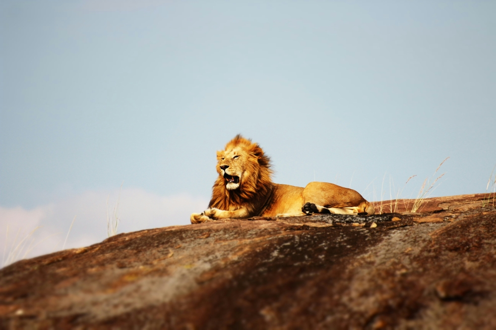 Ten lions found dead in suspected poisoning at Tanzania’s Unesco-listed wildlife reserve