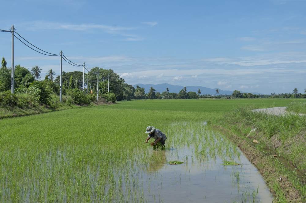 State governments urged to gazette paddy land as rice self‑sufficiency drops to 54.3pc