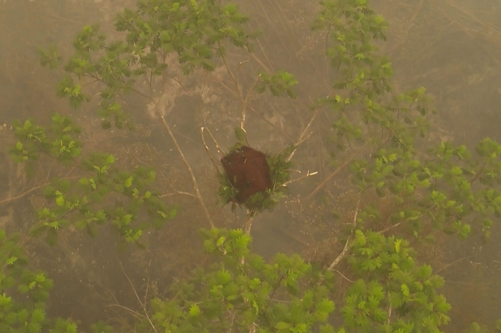 Indonesia releases eight orangutans rescued from fires to protected forest