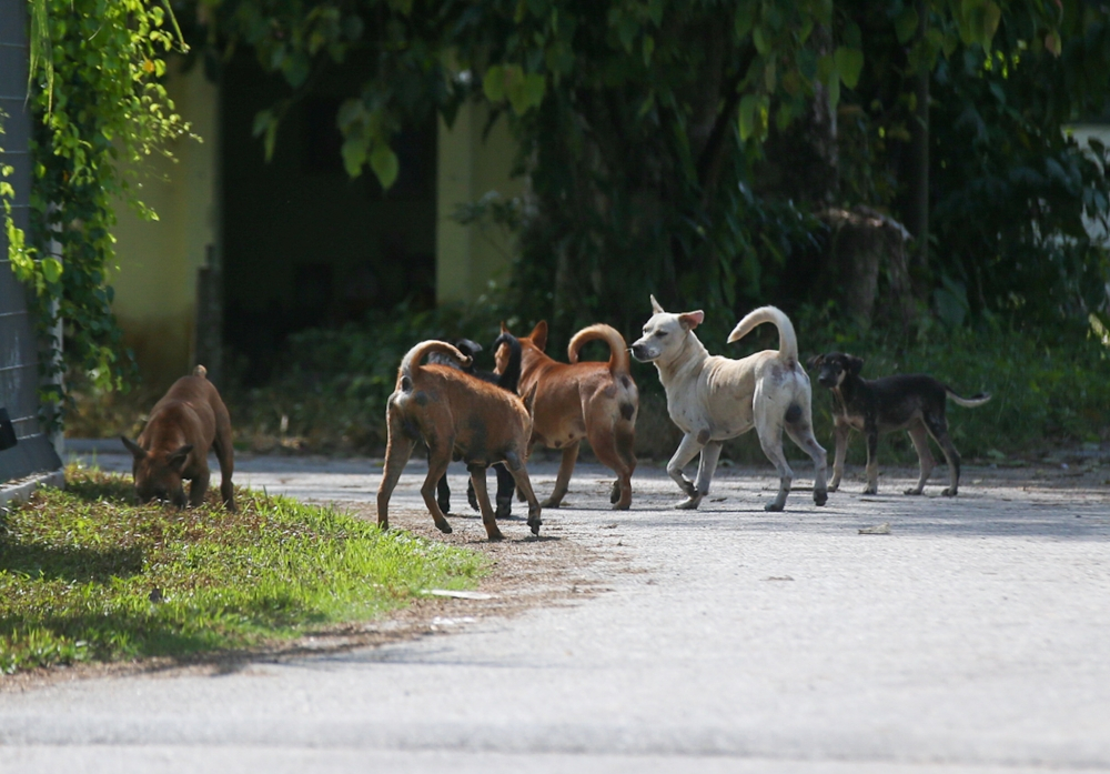 Pack of eight stray dogs attacks child at Johor playground Iskandar Puteri council launches raid
