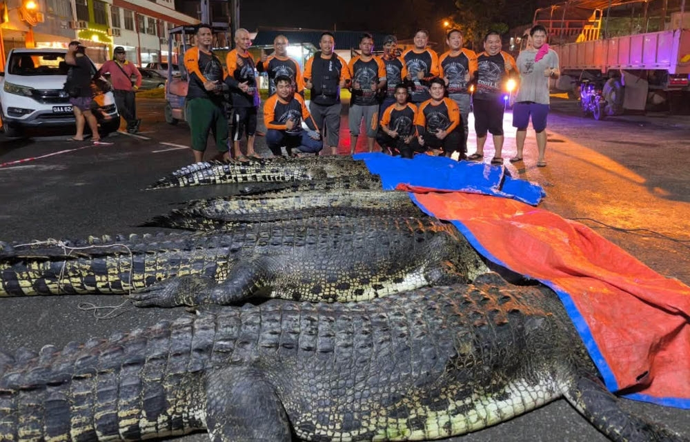 Seven crocodiles caught in Sarawak’s Baram River culling ops, including 17-foot giant