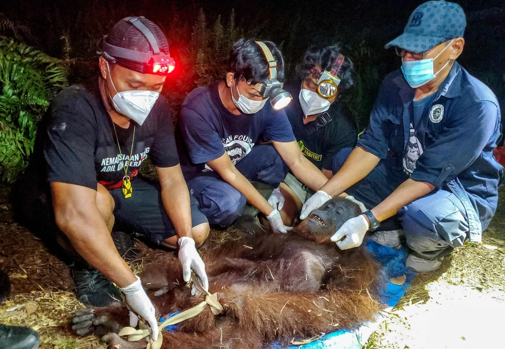 Orangutan found starving in burned Borneo forest as Indonesia rescues hundreds of animals