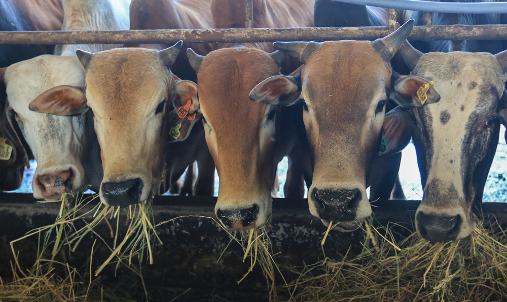 Man detained for allegedly smuggling 20 cows from Thailand in Pasir Mas