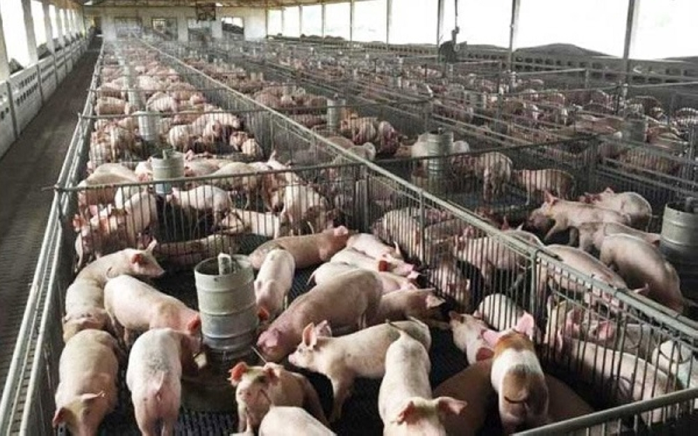 Closing pig farms could weaken food security