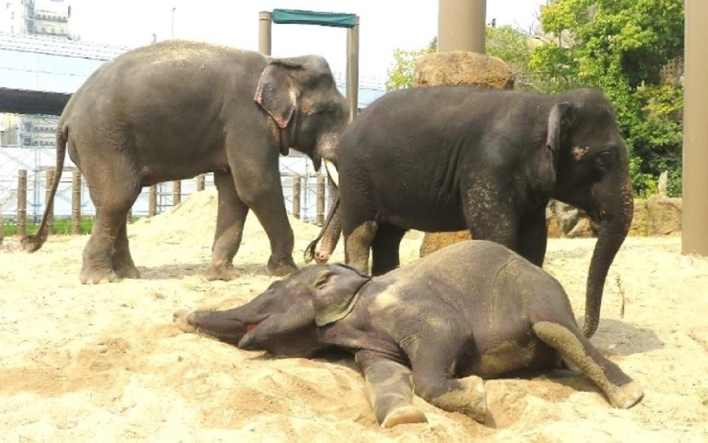 Taiping council denies Osaka zoo elephants abused, says head swaying and musth normal in captivity