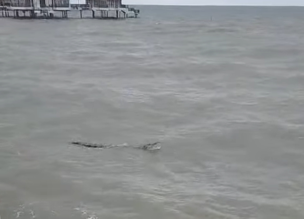 Police warn public to avoid Bagan Lalang Beach after crocodile sighting