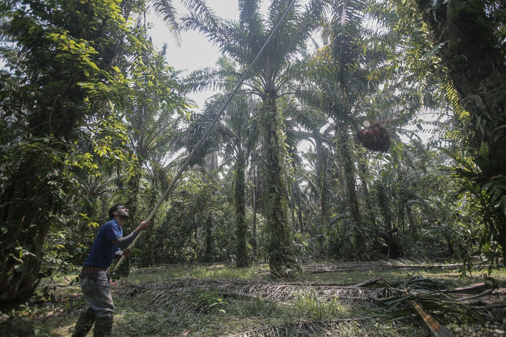 BMI: Malaysia among South-east Asian economies facing El Nino crop, power risks