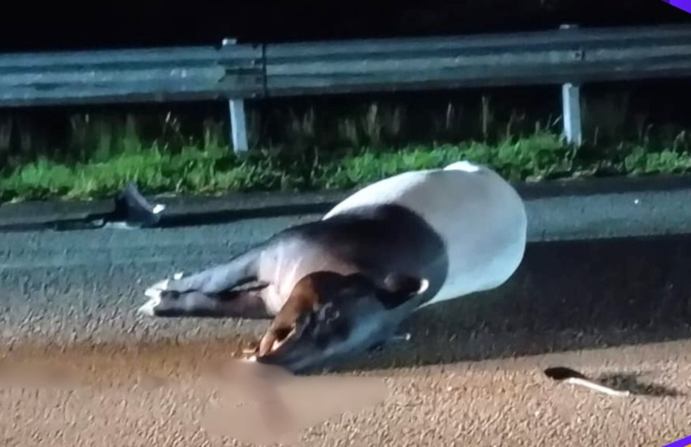 Female tapir killed in suspected hit-and-run on Dungun road